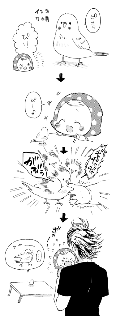 らくがき ～うちのインコとしらたま～ 