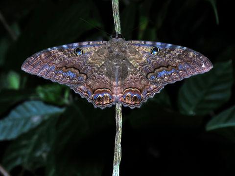 butterfly_image's tweet photo. 【Ascalapha odorata】
通称・黒魔女。メキシコ等では不幸の前兆、ハワイでは死者の最後の訪問と見なす。
WikiEn：http://t.co/OgjyKkiFlC
写真：Katja Schulz様CC BY-NC3.0 http://t.co/8k65U2vAZt