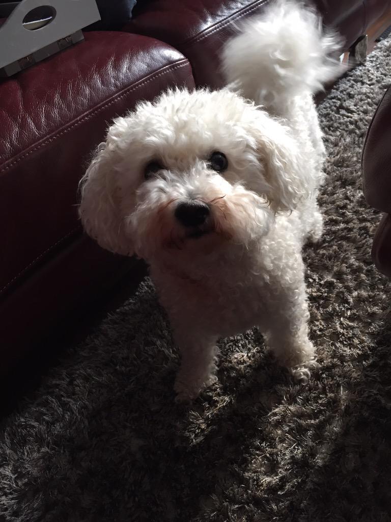 dad2alf's tweet photo. @Frecklad should of got a proper dog 😁 http://t.co/ZaZF5O7YNn