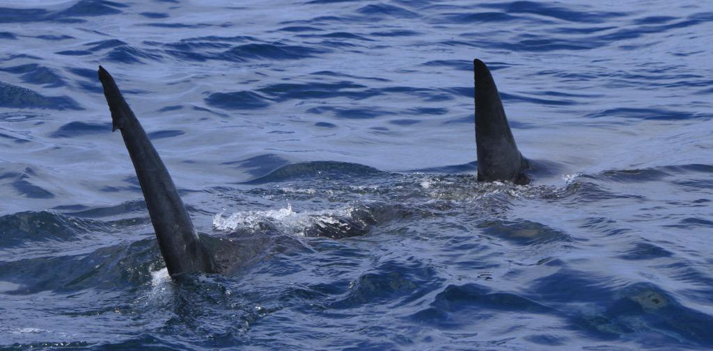 Calypso Star Charters tweet media