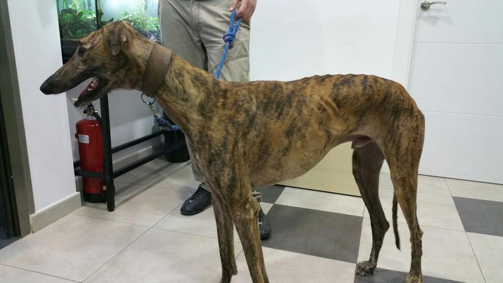 CVcanopus's tweet photo. RT: Galgo macho
Perdido por la carretera de Brenes (Sevilla)
Sin chip
Busca a su dueño o adoptante
#Canopus http://t.co/FTgbr4RYaG