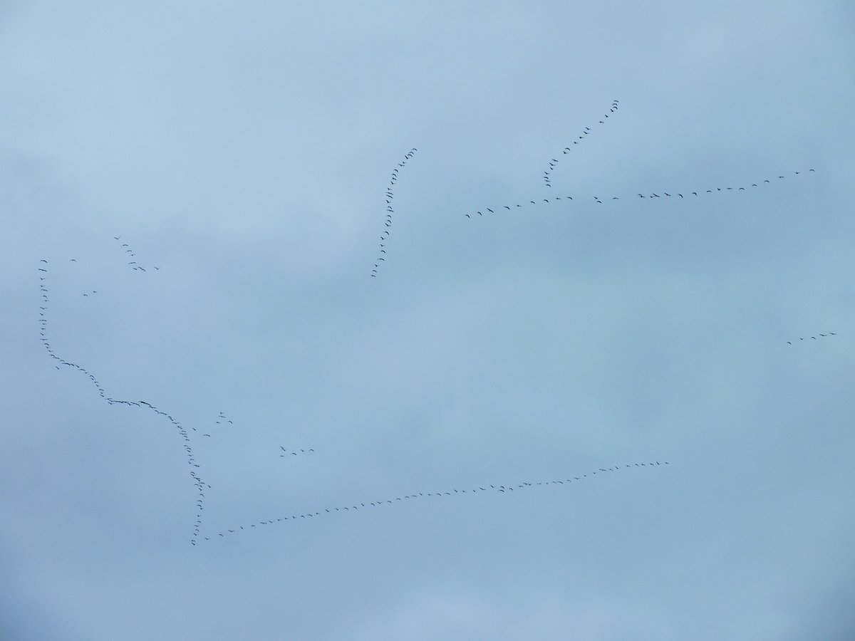 Lairy_Book's tweet photo. They're here! Pink footed geese by the sky full. #CentralHeatingOn http://t.co/h0PTdECDhS
