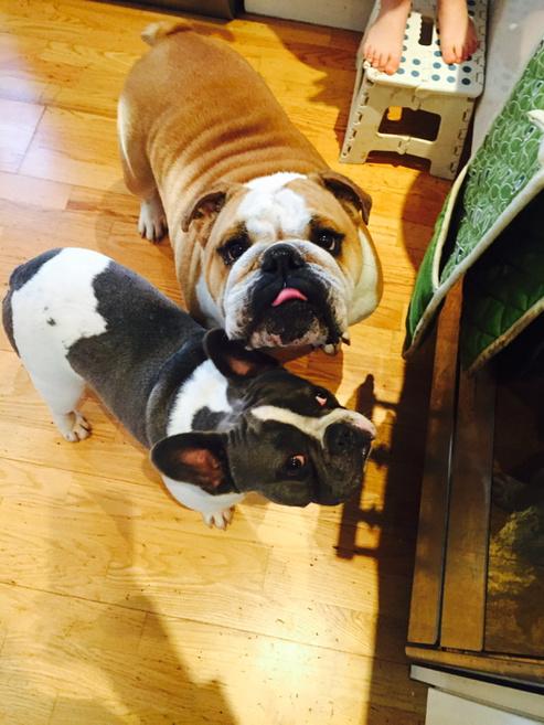 Mrs_V_'s tweet image. Helping the human's make #pancakes for breakfast - hope they save some for us 😃 #frenchbulldog #Englishbulldog
