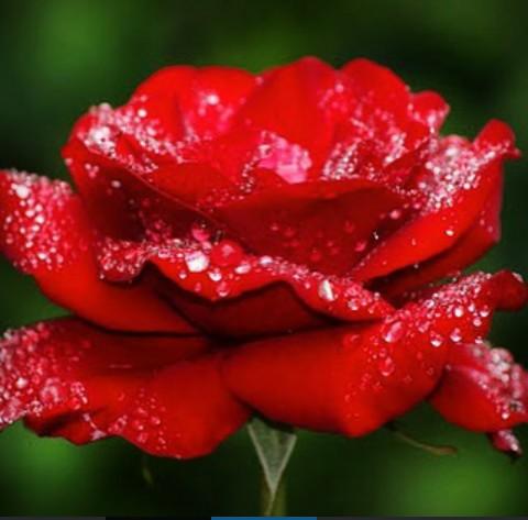 try_surya1's tweet photo. Jangan sampai kita mekar dan layu sebelum waktunya http://t.co/gGHuVrJCoO