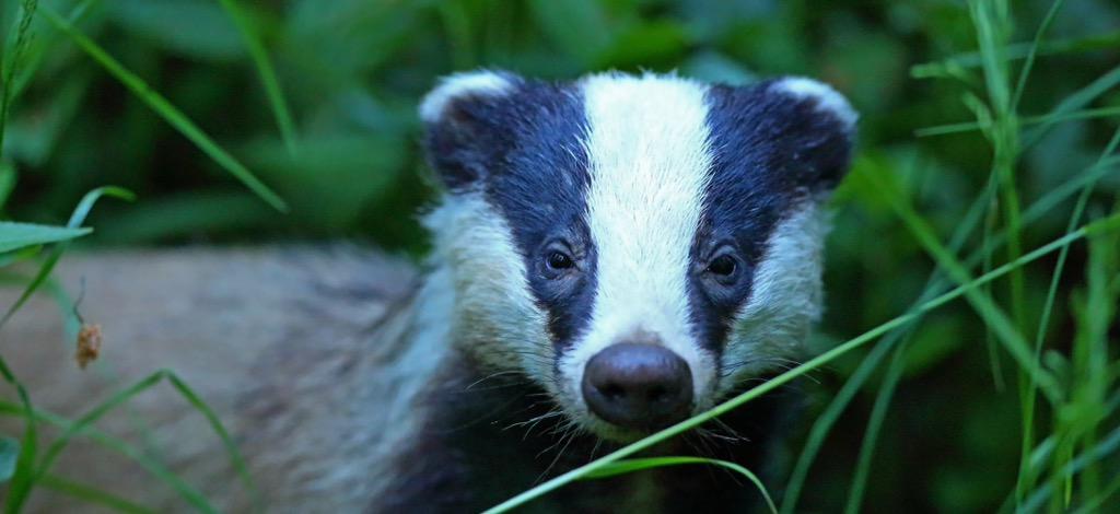 WoodlandBat's tweet photo. Thinking of all of you at #Badgercamp. Wish I could be there. #saveourbadgers http://t.co/NWCIJaQoOz