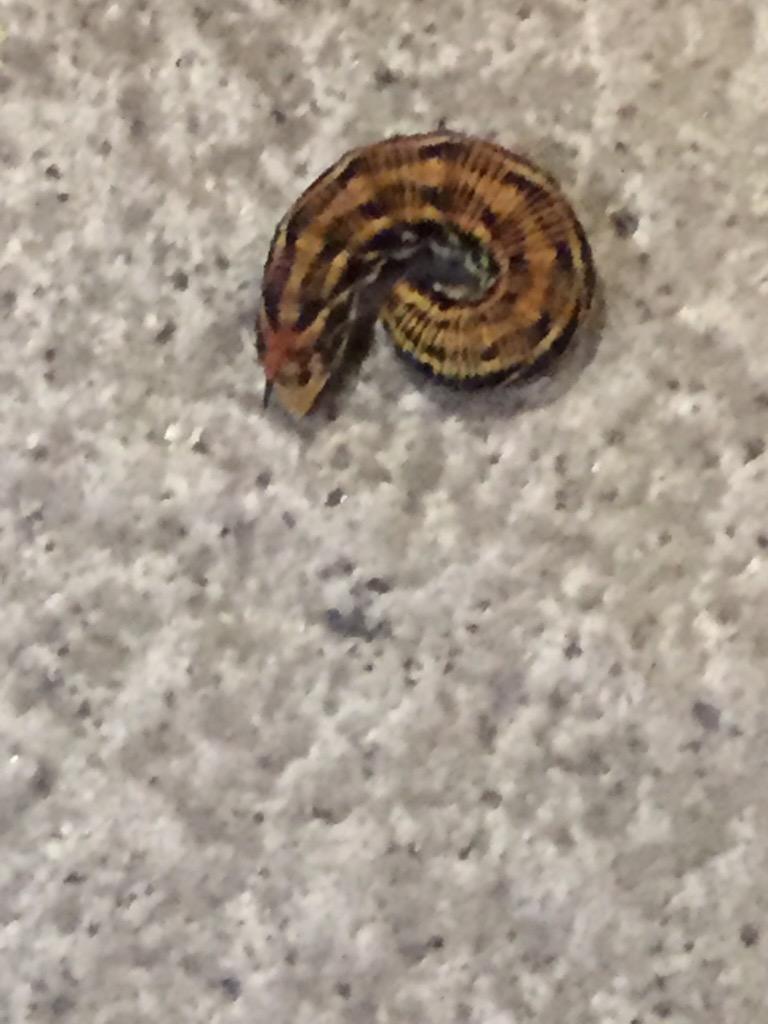 bWEBfDbGkPCx09M's tweet image. 