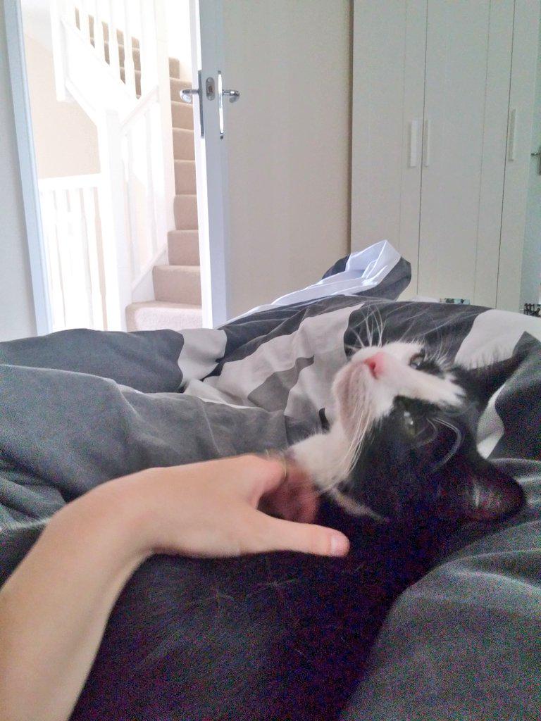 RoytheFurryBoy's tweet photo. Lazy weekend lie in #contentboy http://t.co/nTSQw83hlw