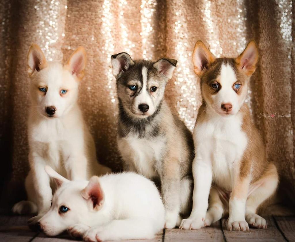 KayceeFox's tweet photo. Serious love !!! Only 6 weeks old couldn't you just die! http://t.co/FhNndCMQCZ