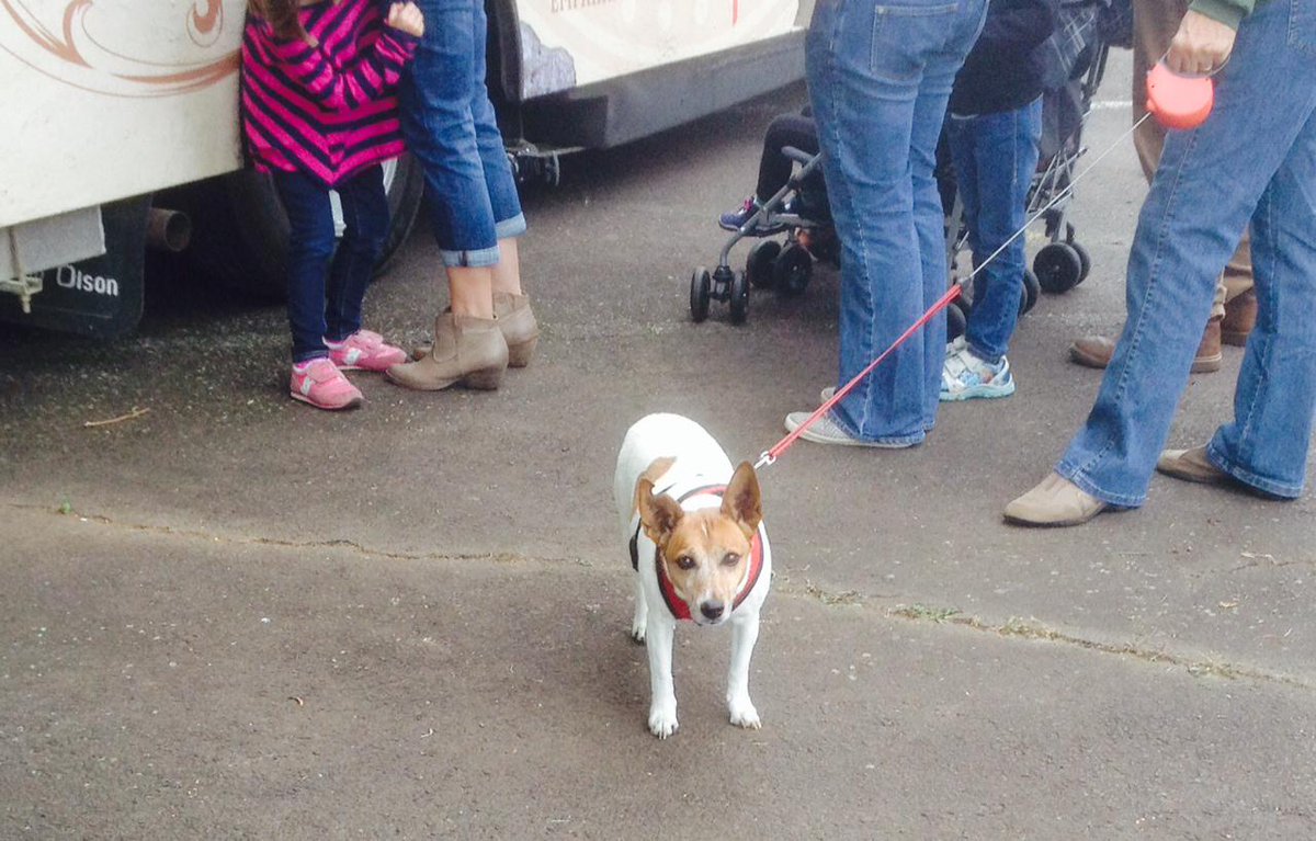 VintHill's tweet photo. Four-legged friends are welcome at the Vint Hill Fall Festival! #vinthill #vhff http://t.co/Xabge26NDl