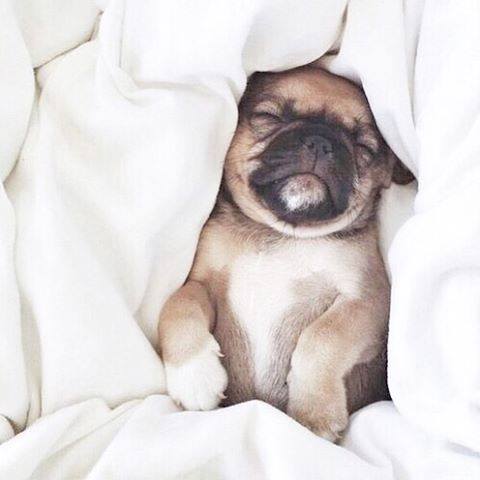 AilinCAPS's tweet photo. Me tiene así " 😍💖💖🐶🐺😋😆 " http://t.co/MBHhqPzGe2