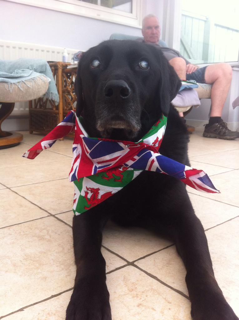 markowen1980's tweet photo. The dog doesn't know who to support. #EnglandVWales #RugbyWorldCup http://t.co/7WEZl4e53O