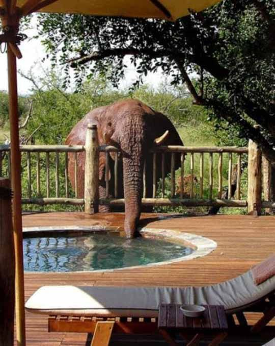 We recommend NOT drinking the #chlorinated #pool #water! #PoolHumor #AquaDoctor