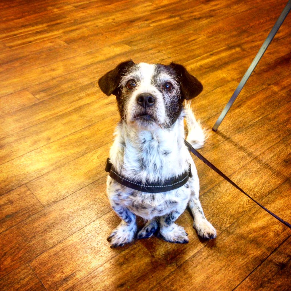 kaasahealth's tweet photo. Office #dog Sammy is a enthusiastic #programmer, too! #codeschule #codeschool #code #coding http://t.co/rAfaaTJ563