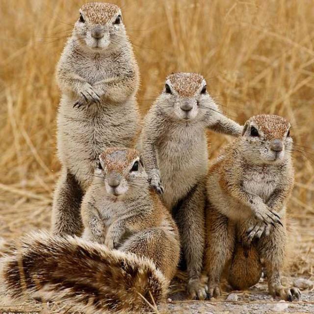 USCSquirrel's tweet photo. Gameday pics about to be like... #ParentsWeekend #BeatUCF #GoCocks #GoParents http://t.co/mK6GvCG32g