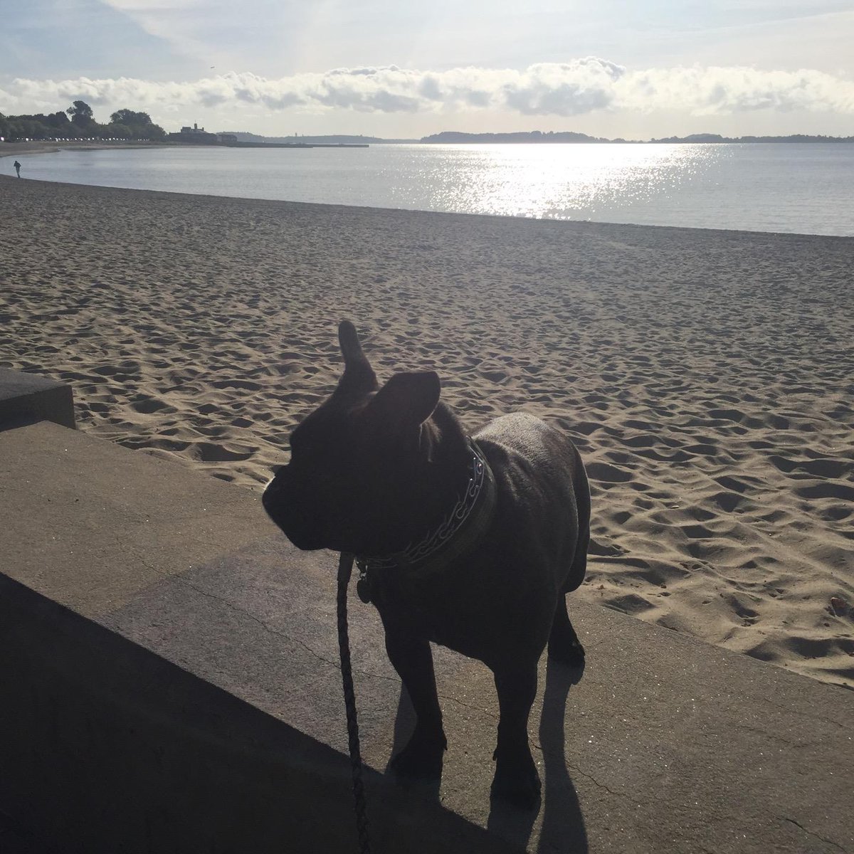 galwaygurl's tweet image. Walking me Hooman. What a day! #southie #caughtinsouthie #frenchie (@ Carson Beach) swarmapp.com/c/bO8rPezihJY
