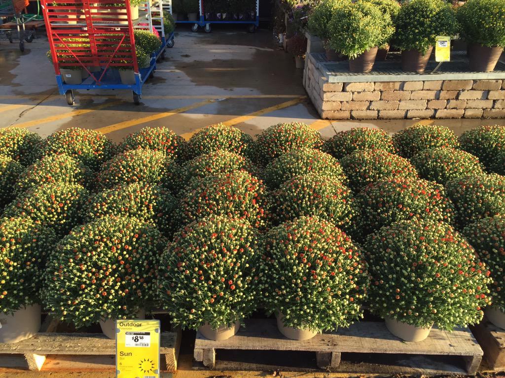 Depot6920's tweet photo. @LennyfrischPPS @PPSinHD @HomeDepot Mums! Are you kidding me look at these $8.98 http://t.co/WcmoKu9KSj