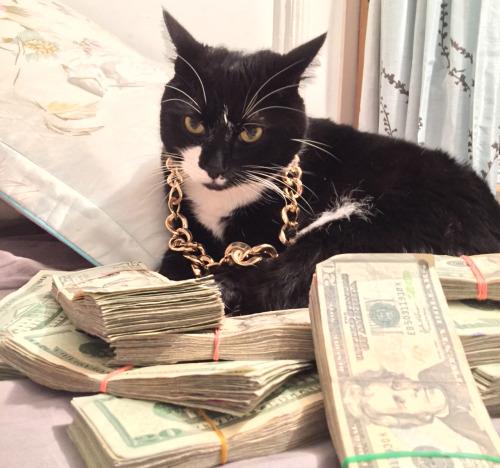 Patrick_Fenelon's tweet image. @runjewels @therealelp @KillerMike /listens to Meow the Jewels once
look at me now