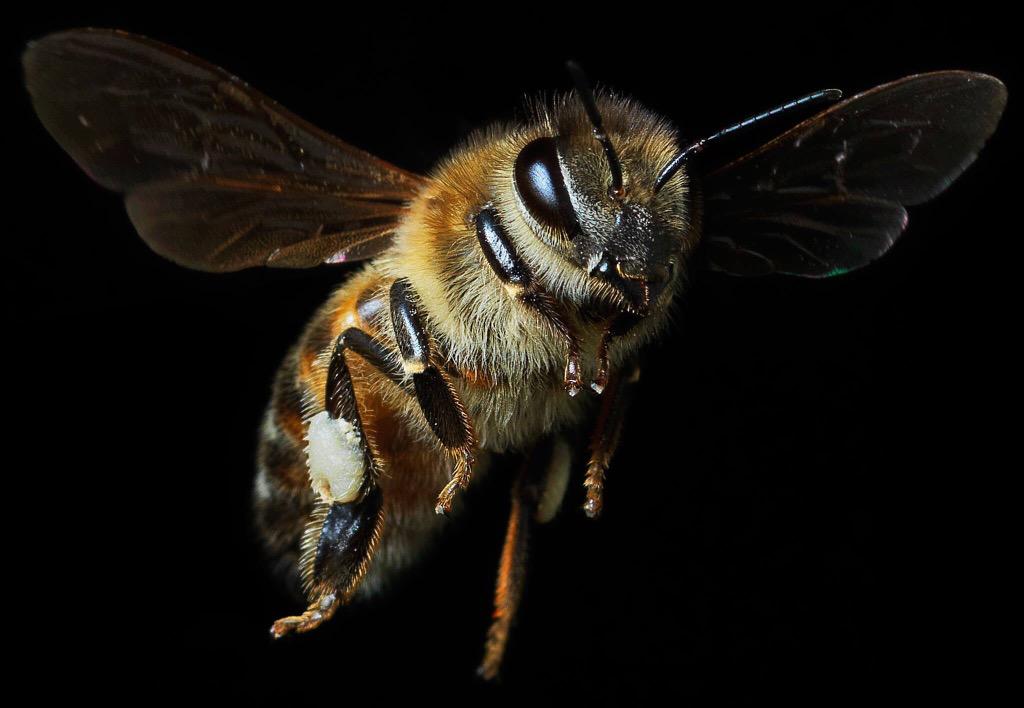 After a long season of hard work, our bees are starting to settle for winter season. #honeybee #honey #photography