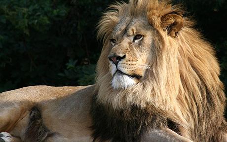 Romarley's tweet image. JAH RASTAFARI MORNING 'A dog may have a Lion's heart, But at the end of the day a dog is a dog and a lion is a LION.