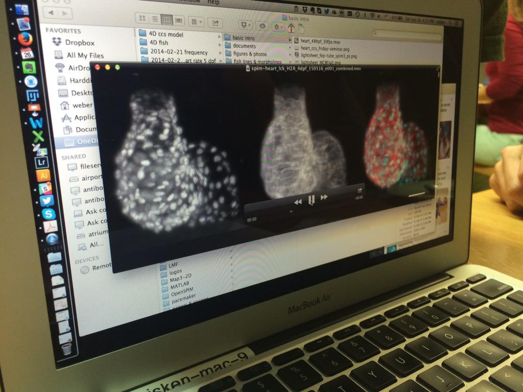 Eingebetteter Bild-Link