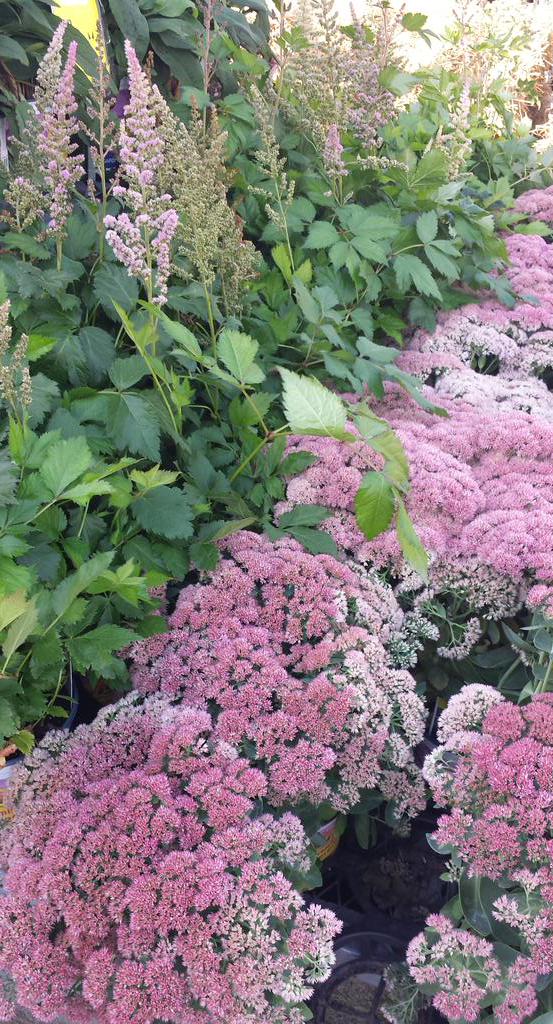 Many perennials with fab color <a href="/HomeDepot/">The Home Depot</a> 954 Union. Fall is for planting! <a href="/1609Mickiewicz/">Timothy Mickiewicz</a> <a href="/Ronsims05/">ron sims</a> <a href="/KriistineL/">Kristine Lonergan</a>