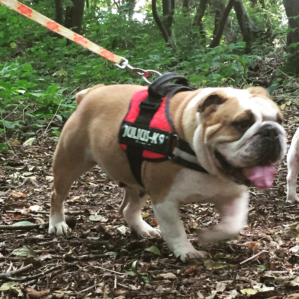 Mrs_V_'s tweet image. Walking in the woods #GoodTimes #Englishbulldog #Bulldog #minion #LoveHer