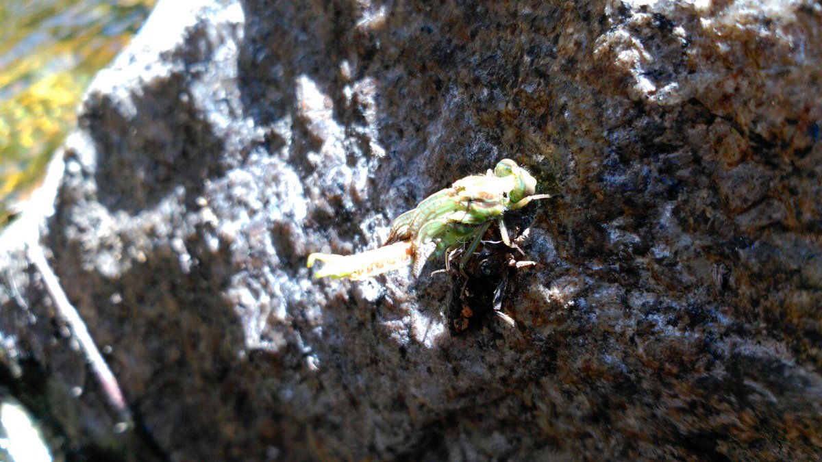 AsocLazoiro's tweet photo. Libélula saíndo da súa fase de larva.Poceso completo no noso FB: Asociación Lazoiro #proxectorios #salvaterra #riotea http://t.co/nt2H8DRrvI
