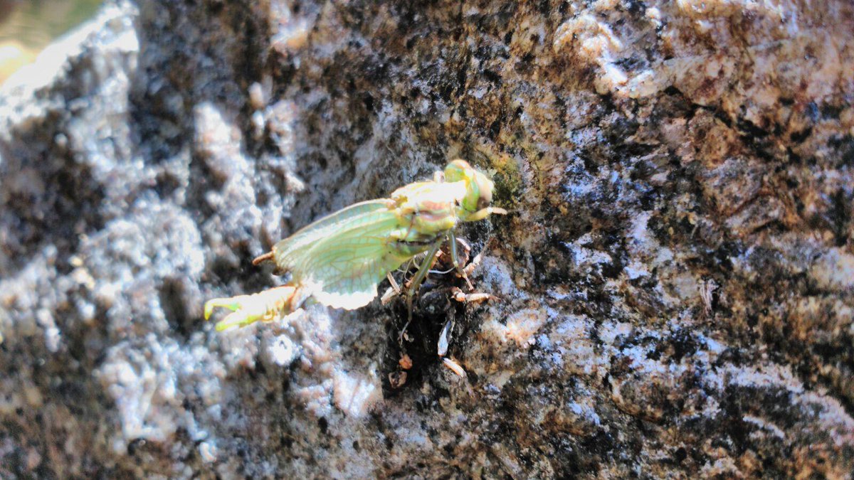 AsocLazoiro's tweet photo. Libélula saíndo da súa fase de larva.Poceso completo no noso FB: Asociación Lazoiro #proxectorios #salvaterra #riotea http://t.co/nt2H8DRrvI