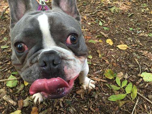 Mrs_V_'s tweet image. Our boy #Django 💙 #frenchbulldog #frenchie #LoveHim