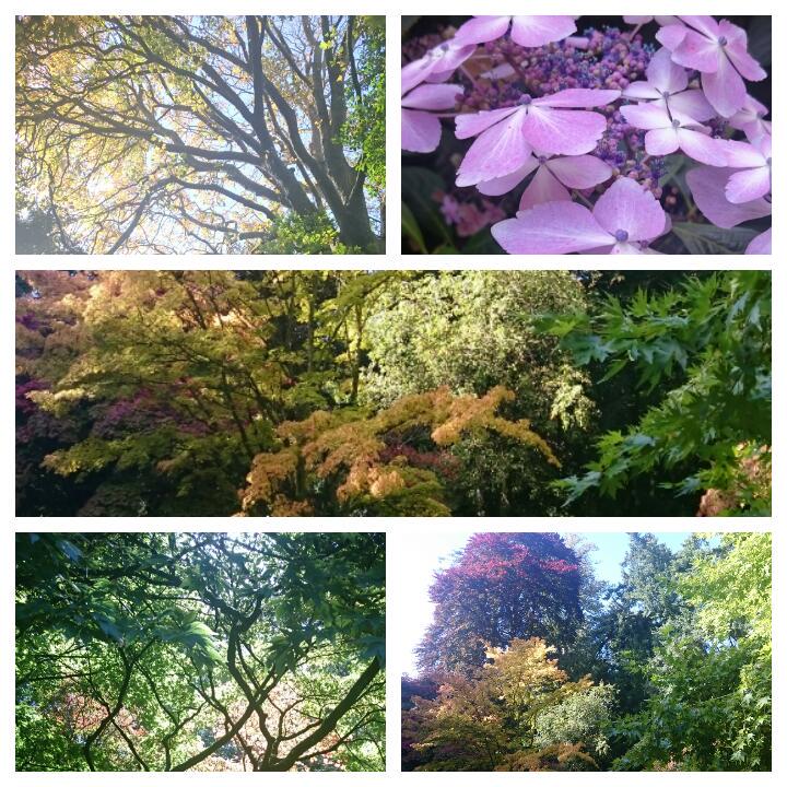 leannehodge1990's tweet photo. Stunning and peaceful day @WestonbirtArb http://t.co/odlaRrHfvu