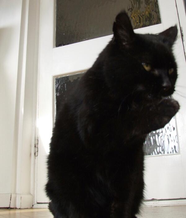MYSADCAT's tweet photo. My cat is sad because he's reacting to a lie another cat told by saying "bullshit" while fake-coughing into his paw. http://t.co/kxymPydylU