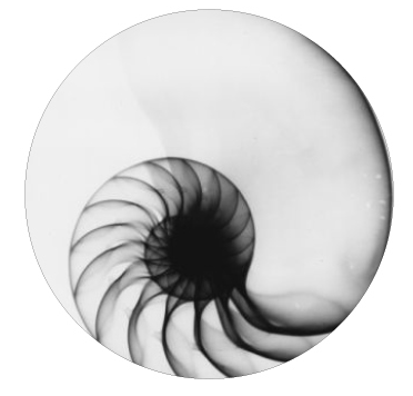 paulwalkerfdn's tweet photo. Our Nautilus logo, inspired by @RealPaulWalker, symbolizes life's infinite nature. Move forward, not back. #DoGood http://t.co/uNhd4bjNGV