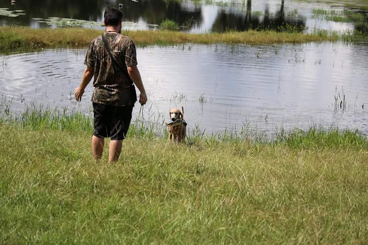 AstroTheMighty's tweet photo. Earning my dinner tonight after a long day of training #birddog #duckdog #10monthsold #standardpoodle #freedompoodle http://t.co/K8Gg6pN7Yt