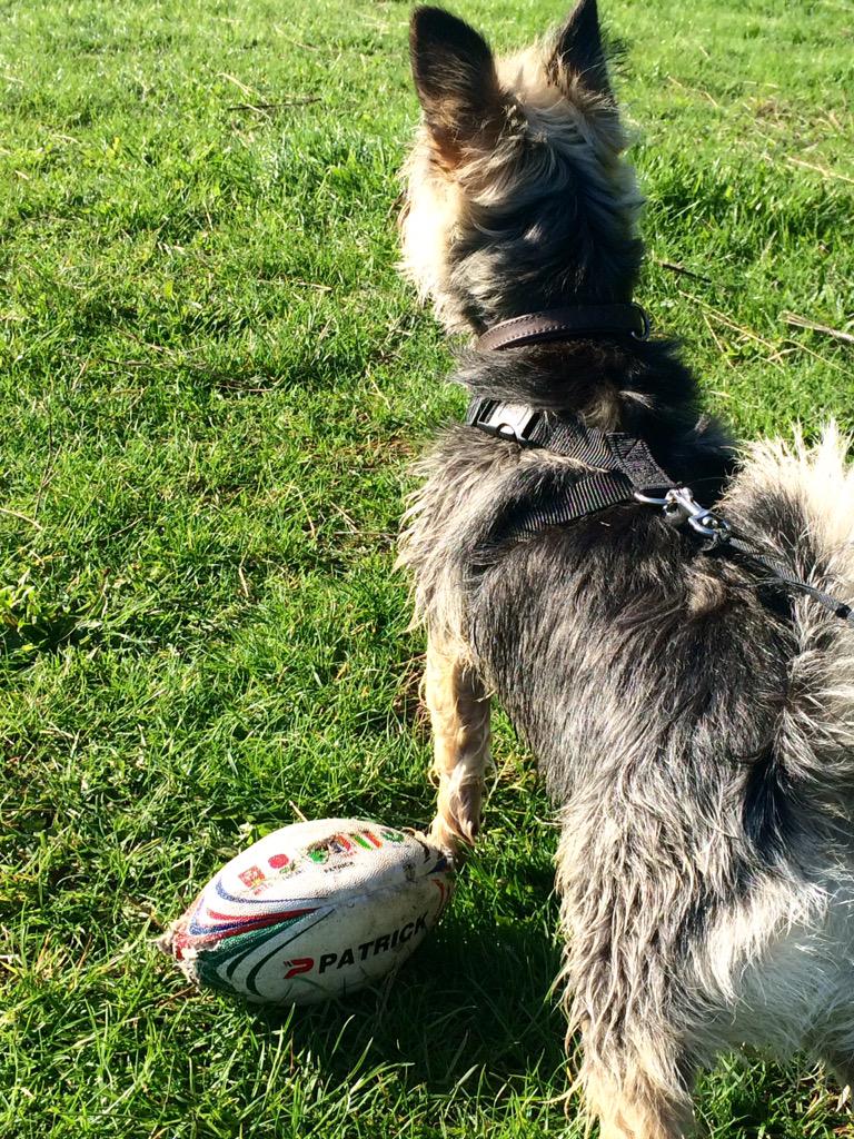 Had a nice country walk today, did boy stuff, got muddy, tinkled on things and played rugby!