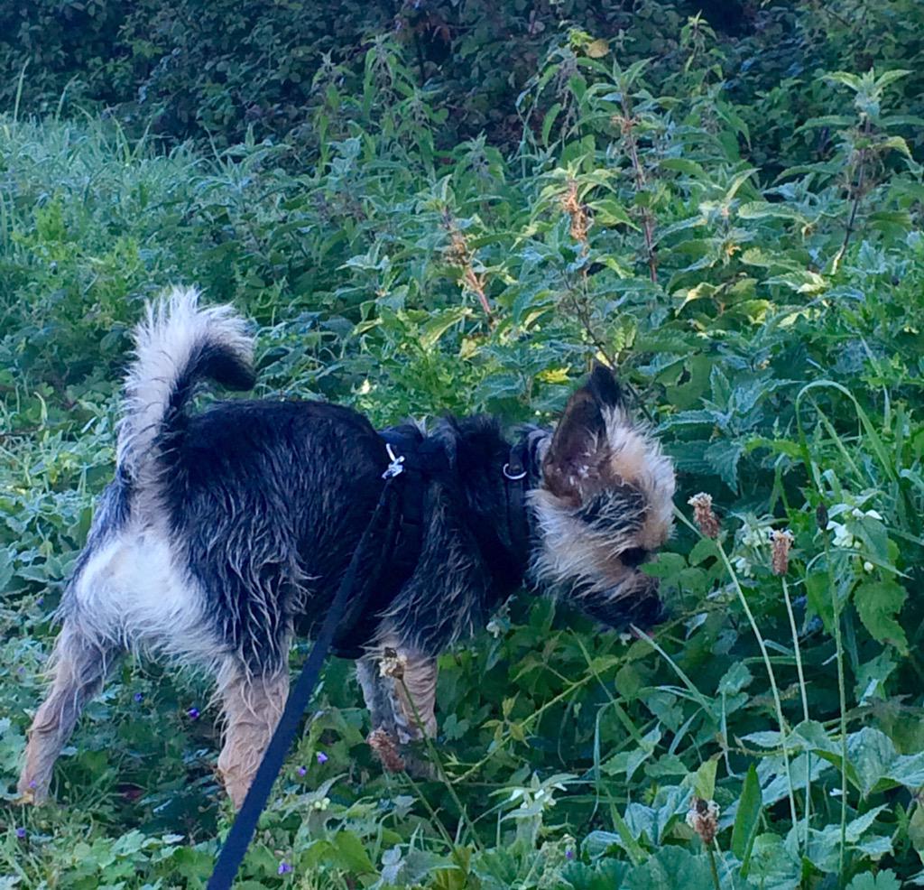 I wasn't sniffing flowers really, I was eating them!