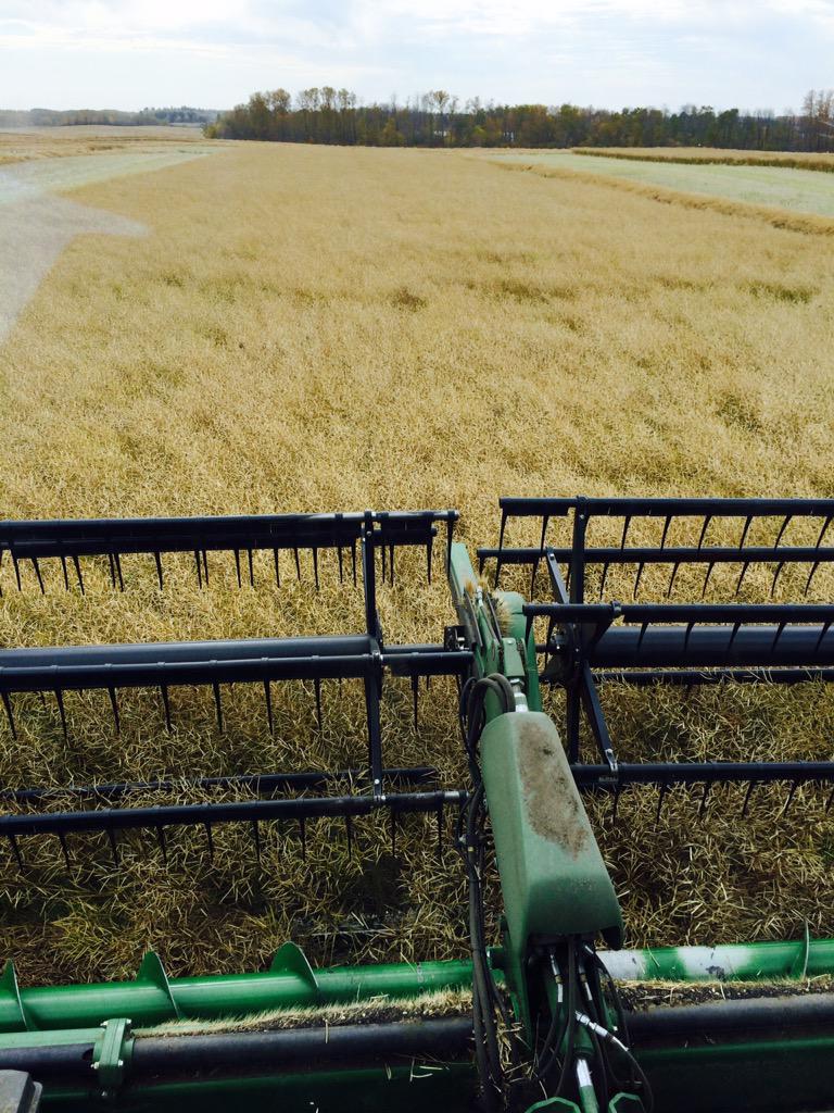 AllanaLewchuk's tweet photo. Thanks @aberhartfarms another #InVigor Harvest Management DST complete #straightcut vs #swathed http://t.co/GlHASfNLzC