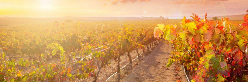 sensingwine tweet picture