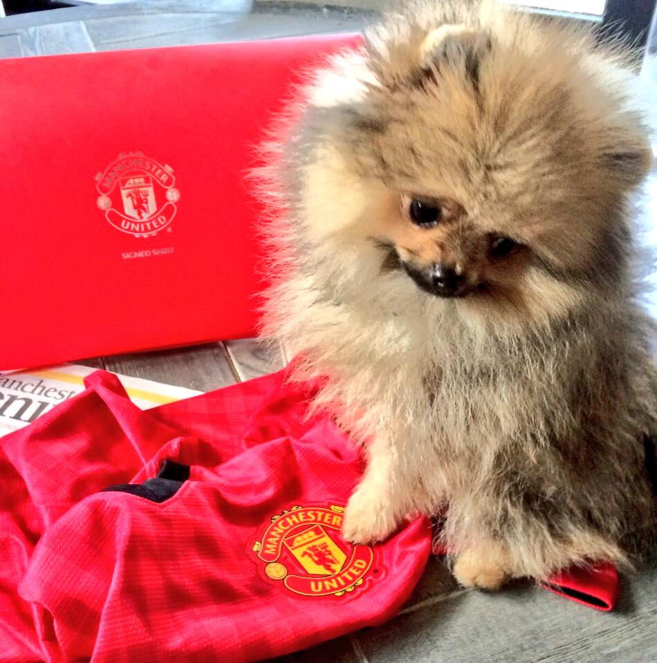 jim_pom1's tweet photo. My 1st game today, must be a lucky mascot @ManUtd - we are top of the league! @premierleague #mufc http://t.co/iNLz56RYff