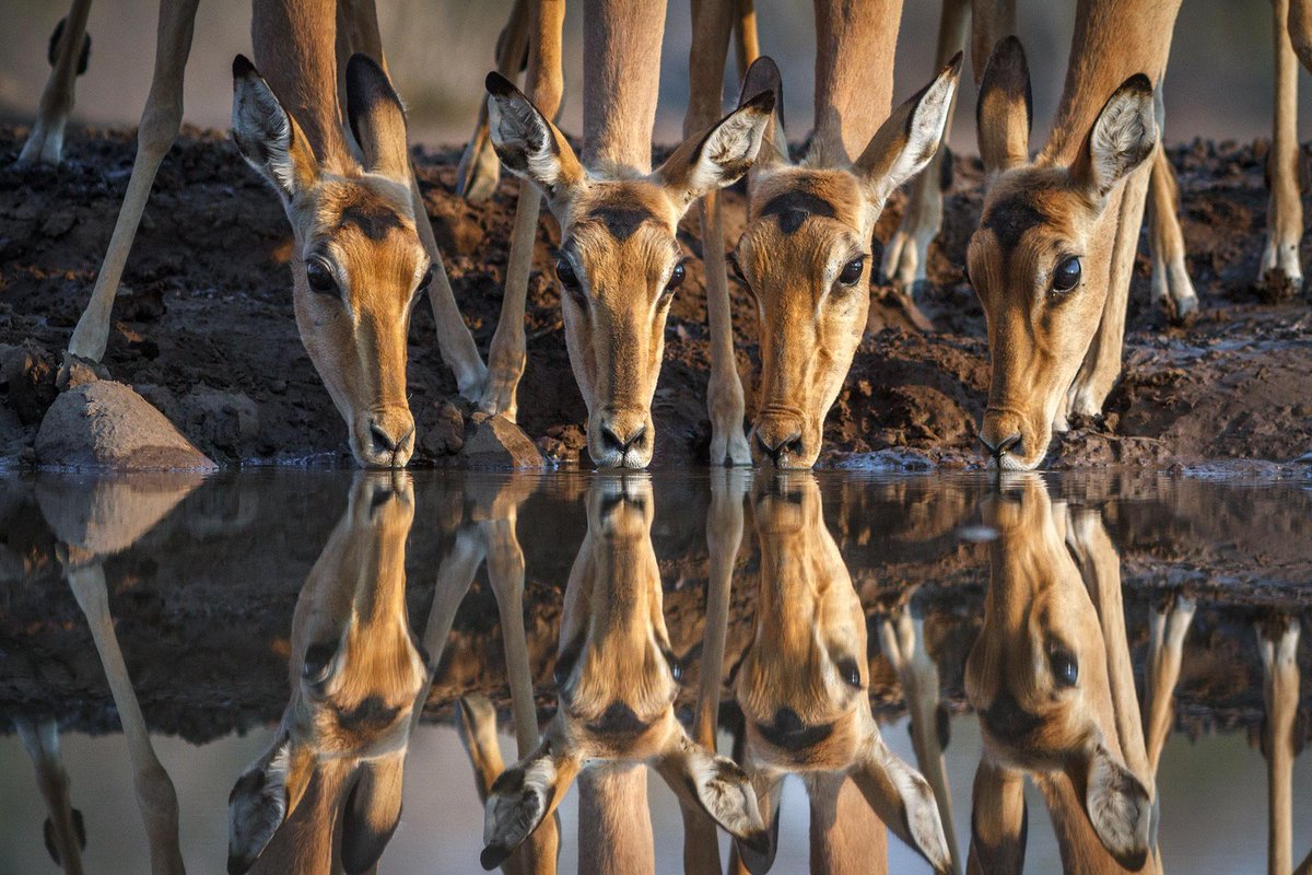 PauloTavares50's tweet photo. @leopard4102 @paradisemariya @aster176562331 @AlexineAud 
"Um filhote de tigre fora criado entre cabras."
(...) http://t.co/uPvghZABmH