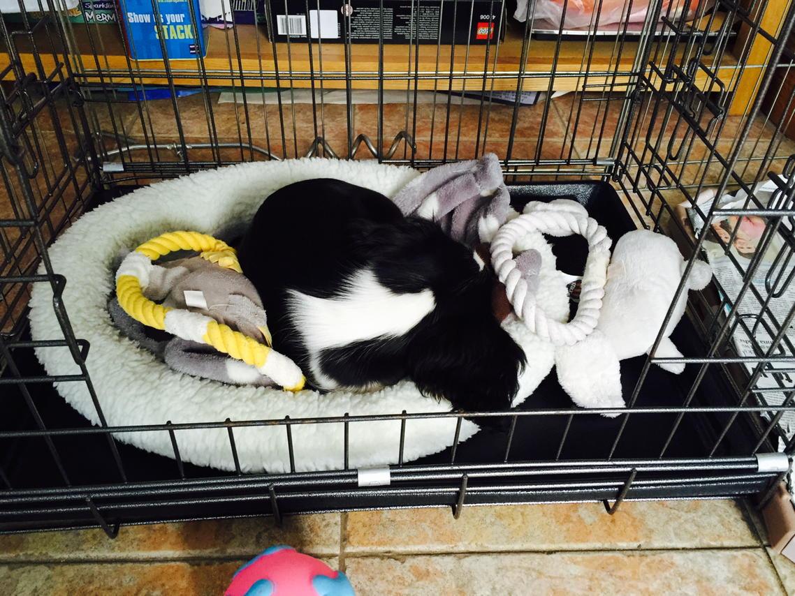 CavalierStanley's tweet photo. Exhausted at birthday party @EmmaFuturePR @JoeMartoccia http://t.co/ANFmBqB3AM