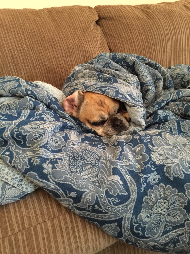DoublePuggle's tweet photo. Everyone assume the Saturday position 🐶💤 #Saturday #Weekend #NapTime #DogsNapping #Puggle #Pug #Beagle #NapDay http://t.co/alAapICSEY