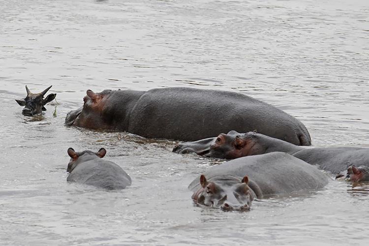 AmazePlanet's tweet image. Extremely Rare Footage Of Big Bully Hippo Saving Antelope From Crocodile. Amazing! - amazeplanet.com/hippo-saving-a…