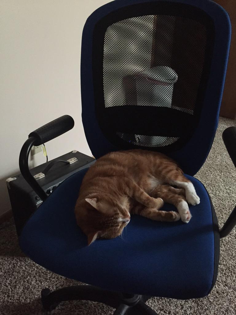 puclpodcast's tweet image. Thatch has an assistant helping him edit YouTube videos. #pokemon #podcast #itshappening