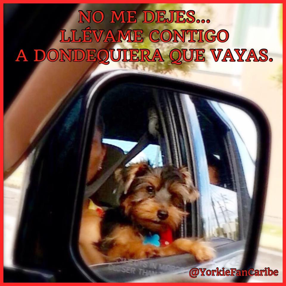 YorkieFanCaribe's tweet photo. Mensaje de Lucas para hoy/Lucas' message for today: Don't leave me... Take me with you wherever you go. #Yorkie http://t.co/PYlgmn5xau