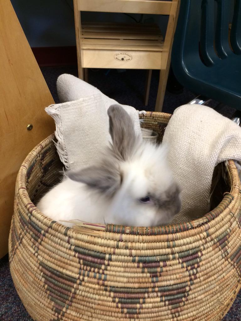 APSDrewPrimary's tweet photo. Help us save our class pet @BillGates @melindagates 
https://t.co/TMVGtYN5tx http://t.co/p9u9hG5MAR