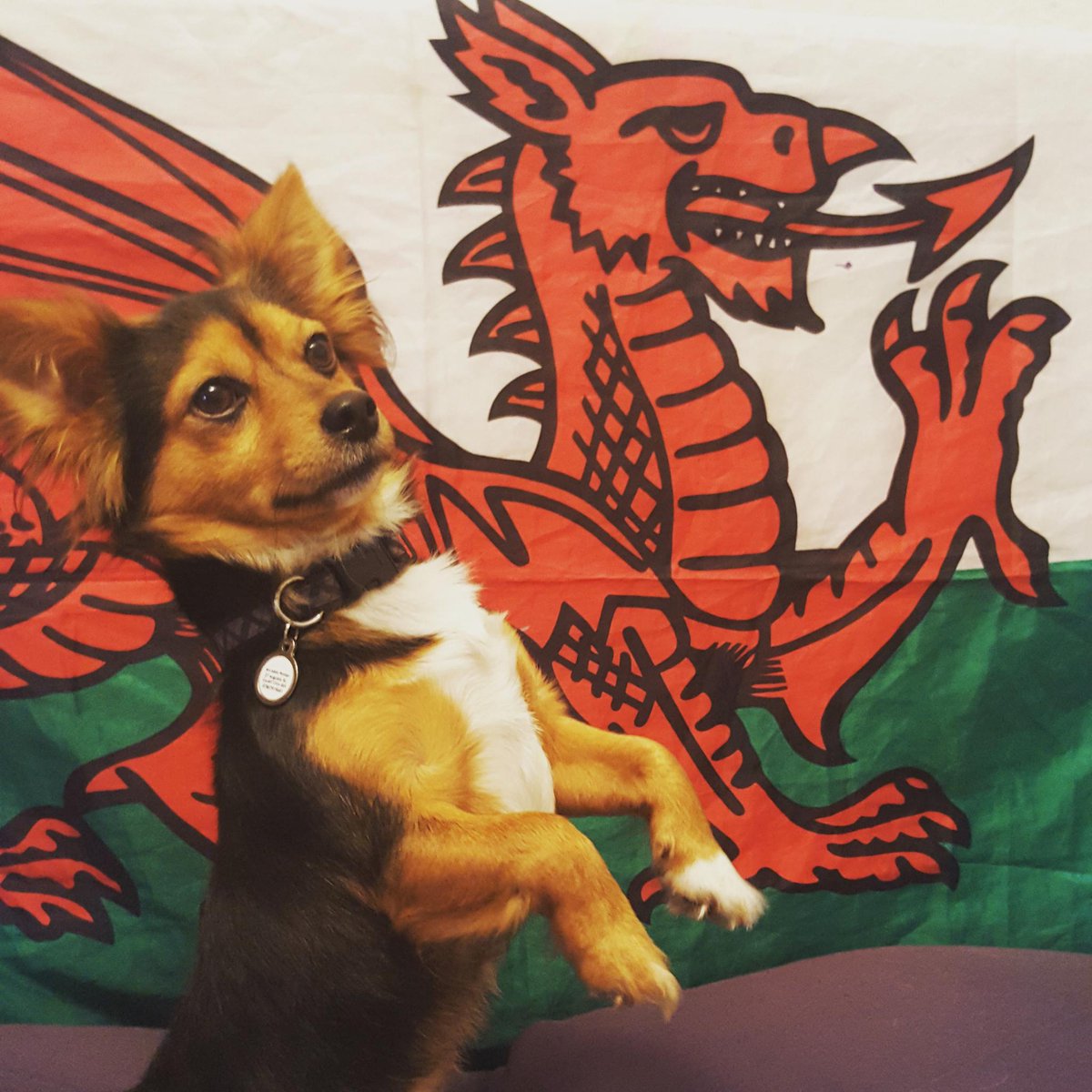 charliebigears_'s tweet photo. Just copying our beautiful famous flag #bethedragon 😍 #ENGvWAL  #RWC2015 #RWC #barkingmad http://t.co/9v26UhhKBk