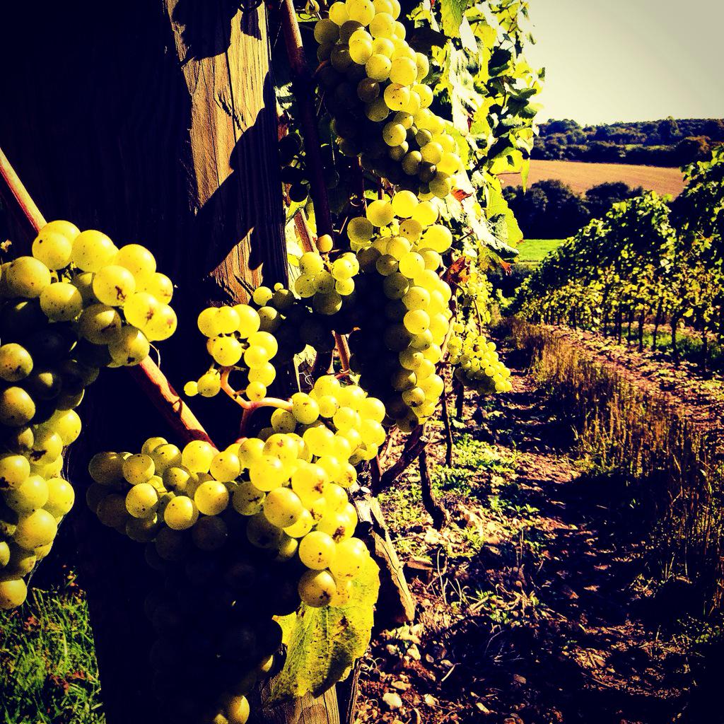 CharlieTFoley's tweet photo. deep in Hampshire wine country to bask in the same sun as the Chardonnay #bubbles #fizz @Sophie_McLean @englishwine http://t.co/APencjnN2w