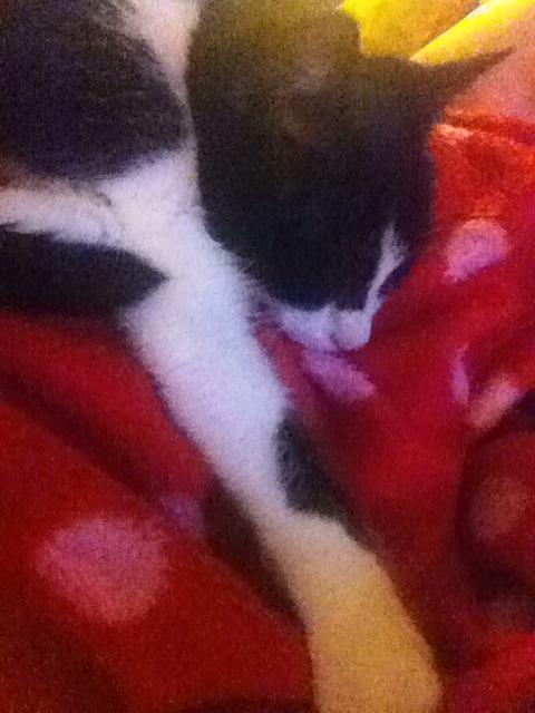 Hawkelle's tweet image. Cutie