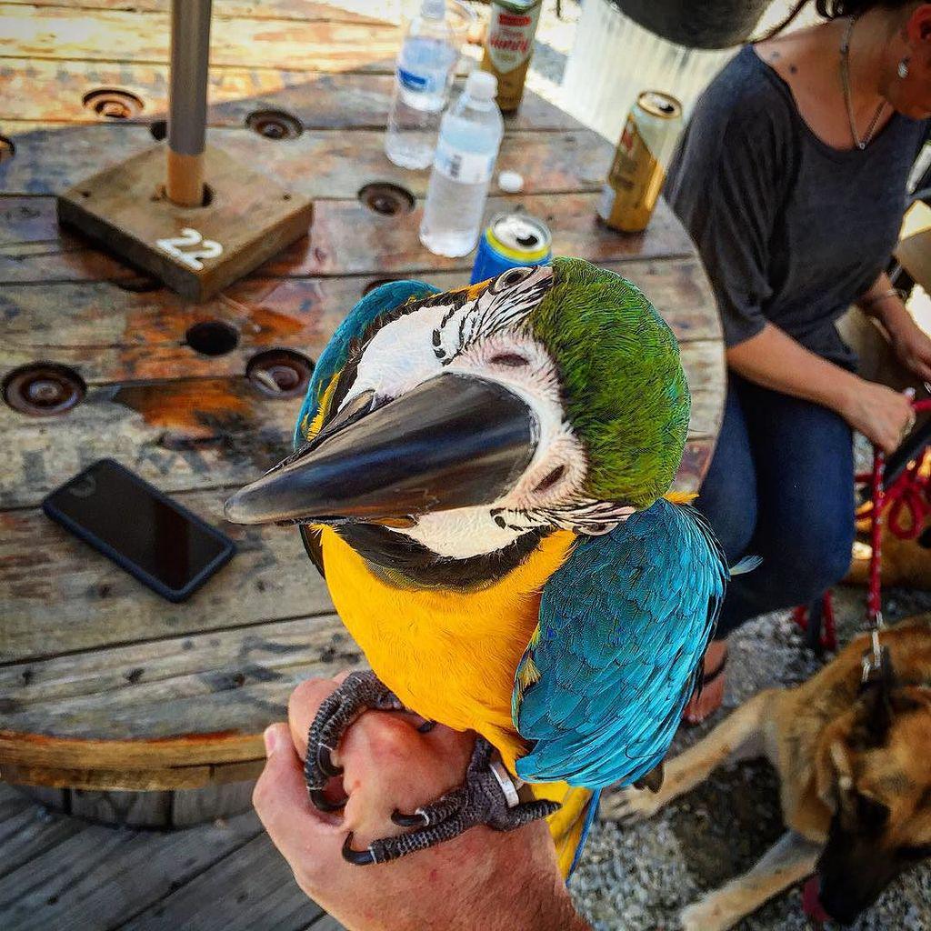 Stephen Tyler tweet media