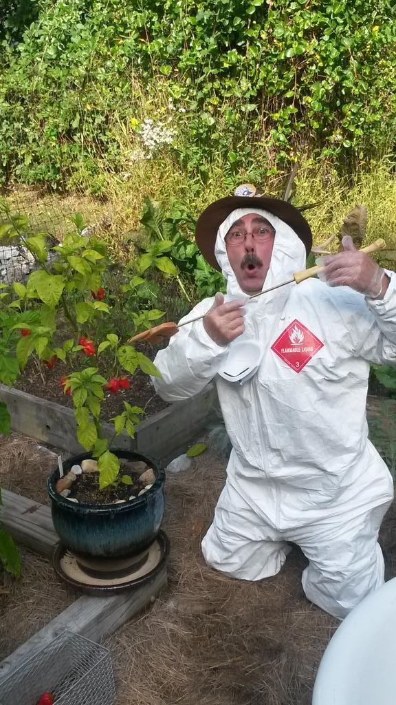 BringTheWing's tweet image. We're back in the garden with Farmer Pappy &amp;amp; things are REALLY starting to heat up! #carolinareaper #hotsauce #pepper